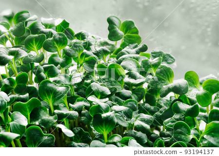 Close-up texture background of fresh microgreen sprouts. 93194137