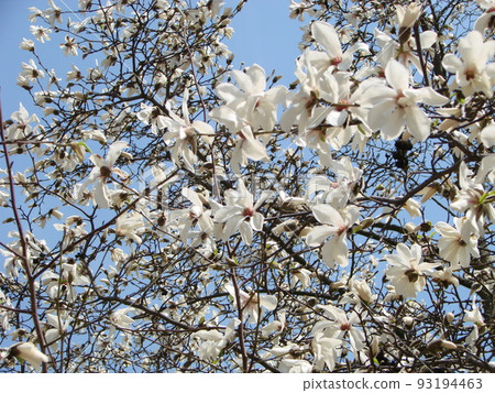 Flowering Magnolia Tulip Tree. Chinese Magnolia x soulangeana blossom with tulip-shaped flowers Flowering Magnolia Tulip Tree. Chinese Magnolia x soulangeana blossom with tulip-shaped flowers 93194463
