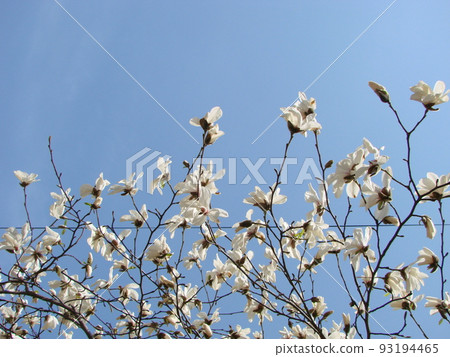 Flowering Magnolia Tulip Tree. Chinese Magnolia x soulangeana blossom with tulip-shaped flowers Flowering Magnolia Tulip Tree. Chinese Magnolia x soulangeana blossom with tulip-shaped flowers 93194465