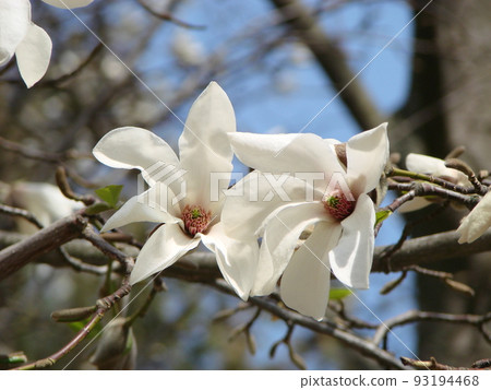 Flowering Magnolia Tulip Tree. Chinese Magnolia x soulangeana blossom with tulip-shaped flowers Flowering Magnolia Tulip Tree. Chinese Magnolia x soulangeana blossom with tulip-shaped flowers 93194468