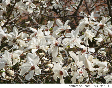 White Magnolia flower bloom on background of blurry white Magnolia White Magnolia flower bloom on background of blurry white Magnolia 93194501