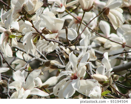 White Magnolia flower bloom on background of blurry white Magnolia 93194504