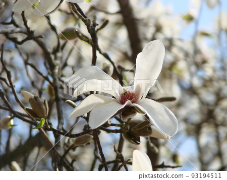 White Magnolia flower bloom on background of blurry white Magnolia White Magnolia flower bloom on background of blurry white Magnolia 93194511