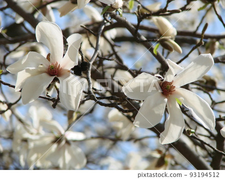 White Magnolia flower bloom on background of blurry white Magnolia White Magnolia flower bloom on background of blurry white Magnolia 93194512