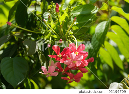 Combretum indicum (lat. - Combretum indicum) or Quisqualis indicum 93194709