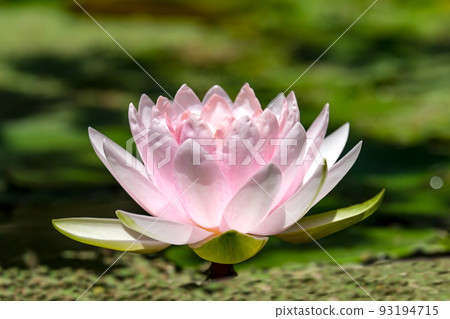 Blooming white nymphea closeup (Lat. - nymphaea caerulea) Blooming white nymphea closeup (Lat. - nymphaea caerulea) 93194715