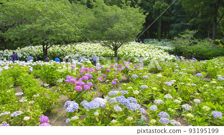 [相模原市]相模原北公園的繡球花 93195199