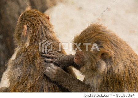 猴子在斯瓦揚布納特寺（又稱尼泊爾加德滿都猴廟）梳理毛髮。 93195354