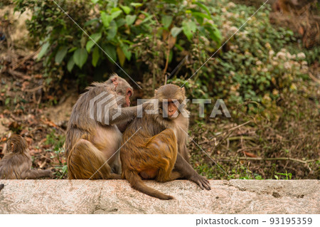 A monkey grooming at Swayambhunath Temple, also known as the Monkey Temple of Kathmandu, Nepal 93195359