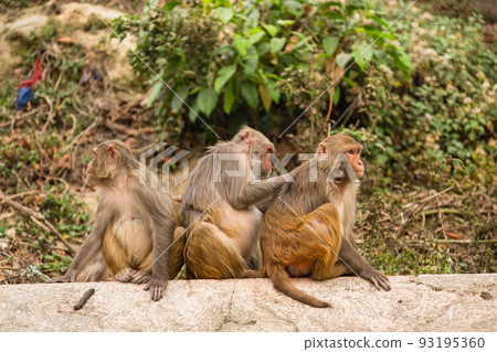 A monkey grooming at Swayambhunath Temple, also known as the Monkey Temple of Kathmandu, Nepal 93195360