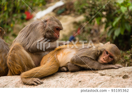 A monkey grooming at Swayambhunath Temple, also known as the Monkey Temple of Kathmandu, Nepal A monkey grooming at Swayambhunath Temple, also known as the Monkey Temple of Kathmandu, Nepal 93195362