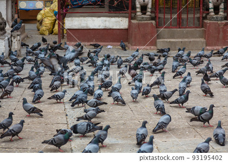Pigeons inside a Buddhist temple in a square in Kathmandu, Nepal Pigeons inside a Buddhist temple in a square in Kathmandu, Nepal 93195402