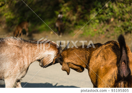 Goats fighting with horns on the road in Pokhara, Nepal 93195805