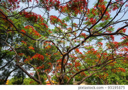 Landscape of Lumbini Garden in Lumbini, the birthplace of Buddha, Nepal 93195875