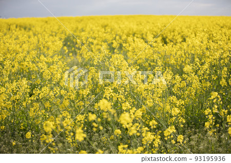 Yellow flowering rapeseed field.Rapeseed landscape. 93195936