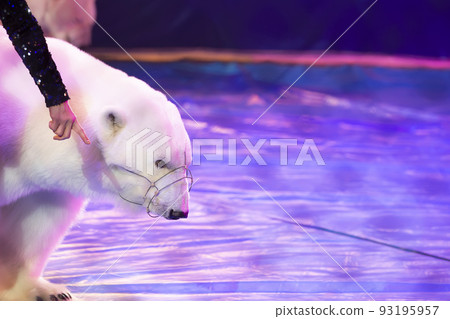 The polar bear performs in the circus. Circus bear. 93195957
