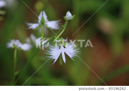 Habenwort flower Habenwort flower 93196262