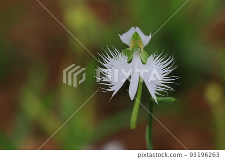 Habenwort flower Habenwort flower 93196263