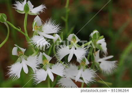 Habenwort flower Habenwort flower 93196264