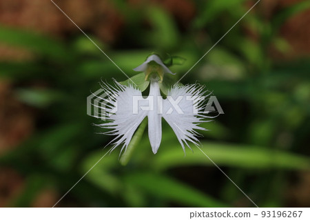 Habenwort flower　 93196267