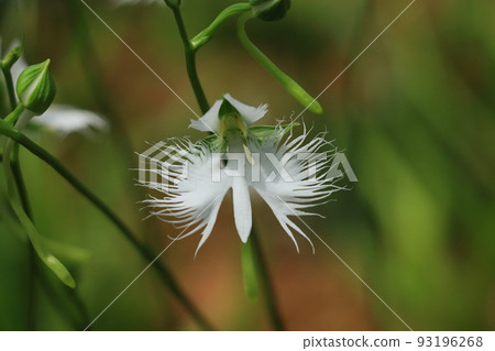 Habenwort flower　 93196268