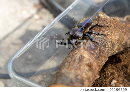 beetle in case beetle in case 93196809