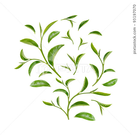 Green tea leaves isolated on white background 93197070