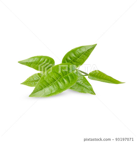 Green tea leaves isolated on white background Green tea leaves isolated on white background 93197071