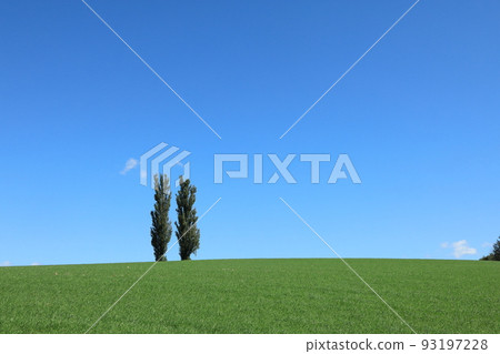 Poplar towering in the blue sky Poplar towering in the blue sky 93197228