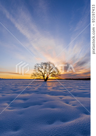 迎接早晨的春風樹 豐所町 迎接早晨的春風樹 豐所町 93197433