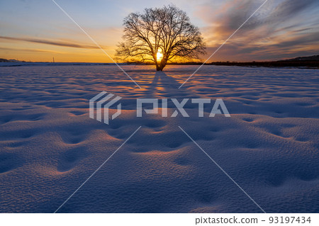 被朝陽照亮的春風樹 豐所町 被朝陽照亮的春風樹 豐所町 93197434