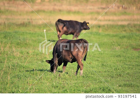 Hokkaido ranch and wagyu beef Hokkaido ranch and wagyu beef 93197541