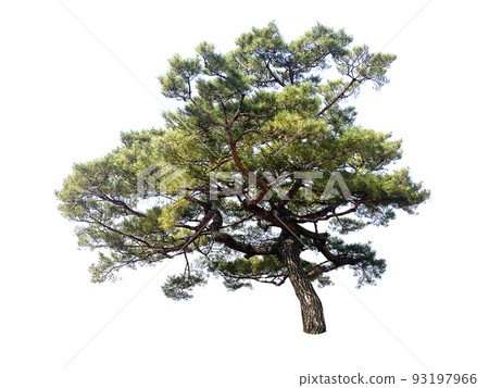 wood, succulent, transparent background wood, succulent, transparent background 93197966