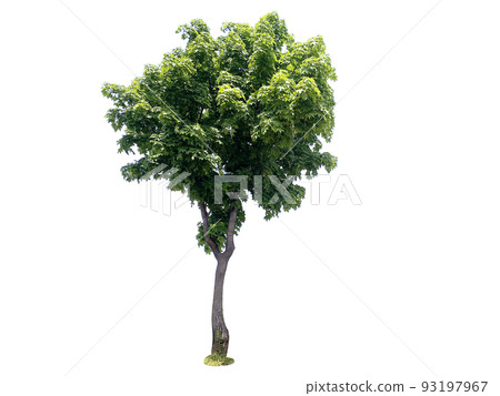 木材,多汁,透明背景 木材,多汁,透明背景 93197967