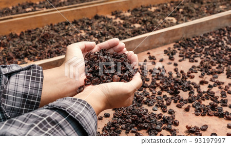 Currant grapes in young woman hand in front of organic raisin drying yard Currant grapes in young woman hand in front of organic raisin drying yard 93197997