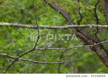 Nuthatch in summer mountain Nuthatch in summer mountain 93198008