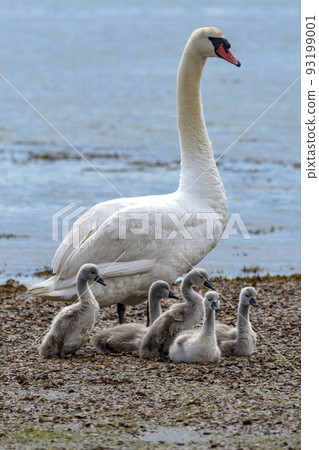 Swan with her young by edge of water 93199001