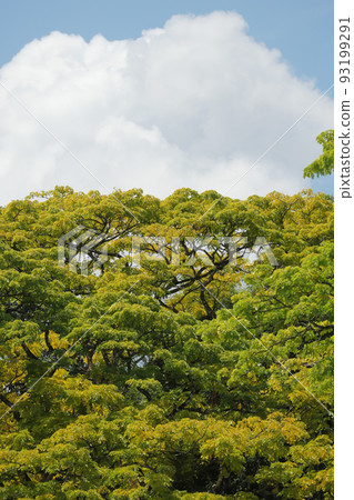 Green Jungle Trees Against Blue Sky in Singapore  93199291