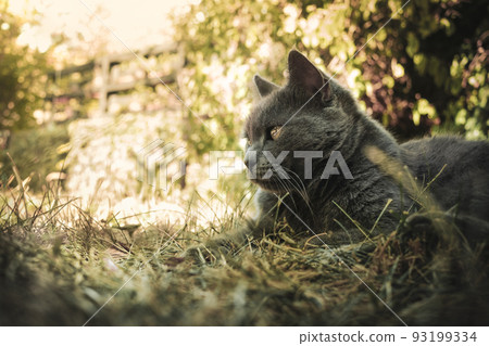 Cat in the green garden Cat in the green garden 93199334