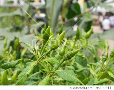Chili fruits on a chili tree. Some of them are still young and not yet ready to be harvested. Chili is one of the main ingredients in cooking in Southeast Asia especially. Gives a spicy taste to food. Chili fruits on a chili tree. Some of them are still young and not yet ready to be harvested. Chili is one of the main ingredients in cooking in Southeast Asia especially. Gives a spicy taste to food. 93199411