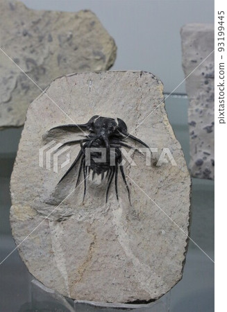 Trilobite fossil 93199445