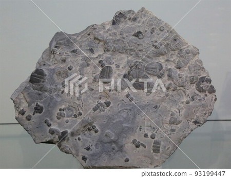 三葉蟲化石 三葉蟲化石 93199447