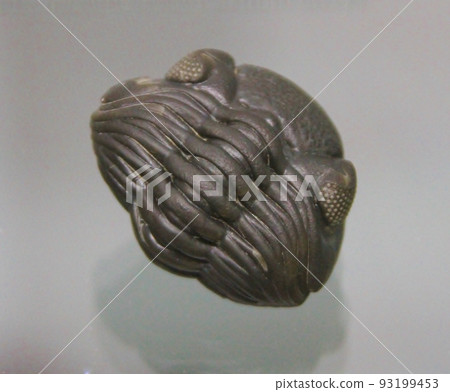 三葉蟲化石 三葉蟲化石 93199453