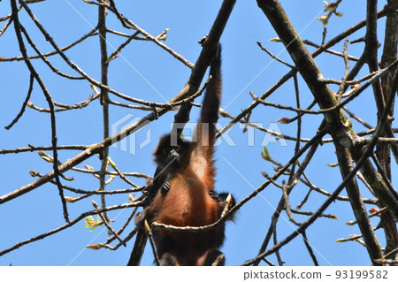 Spider monkey Spider monkey 93199582