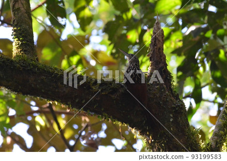 Woodpeckers 93199583