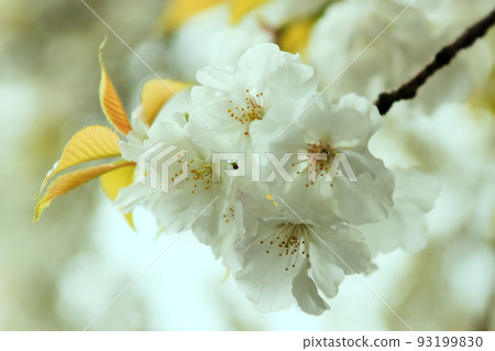 櫻花 櫻花 93199830