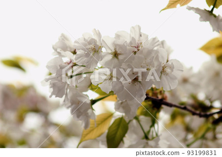 櫻花 櫻花 93199831