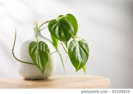 Philodendron cream splash. Philodendron cream splash. 93199839