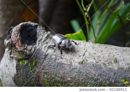依附在樹上的犀牛甲蟲（雌性） 93199911