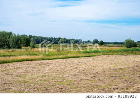 Heather and woods of the Veluwe nature reserve during hot dry summer 93199928